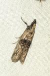 Nephopterix angustella
