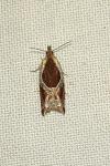Ancylis unculana