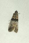 Sciota rhenella