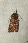 Anarta myrtilli