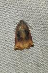 Archips podana