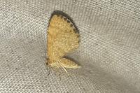 Euchoeca nebulata