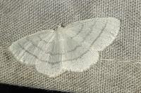 Cabera pusaria