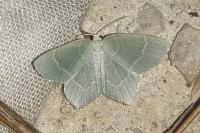 Jodis lactearia