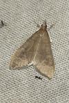 Mecyna asinalis