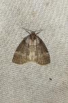 Ochropacha duplaris