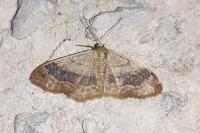 Idaea aversata