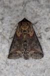 Abrostola triplasia