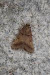 Stemmatophora brunnealis