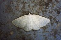 Cabera exanthemata