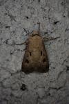 Agrotis exclamationis