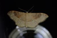 Idaea degeneraria