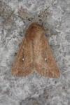 Mythimna albipuncta