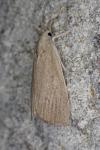 Calamotropha paludella