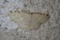 Stegania trimaculata