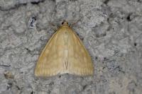 Sitochroa verticalis