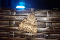 Lymantria dispar