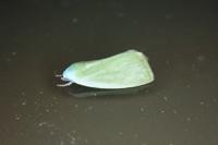 Earias clorana