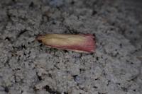 Oncocera semirubella