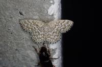 Scopula tessellaria