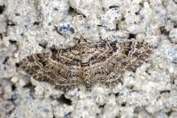 Gymnoscelis rufifasciata