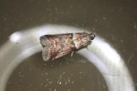 Acrobasis consociella