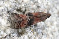 Rhodophaea formosa
