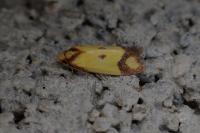 Agapeta zoegana