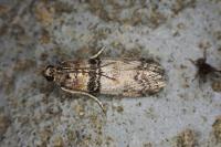Sciota rhenella