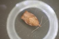 Pandemis heparana