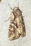 Lacanobia thalassina