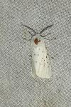 Spilosoma lubricipeda