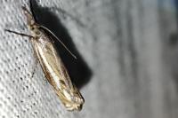 Crambus lathoniellus