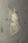 Cerura erminea