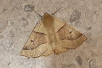 Crocallis elinguaria