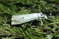 Crambus lathoniellus