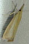 Agriphila straminella