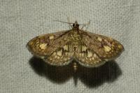 Anania stachydalis