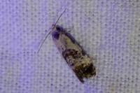 Cochylis