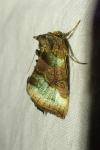 Diachrysia chrysitis