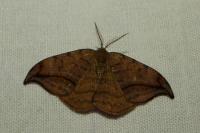 Drepana curvatula