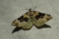 Epirrhoe galiata