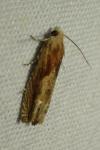 Eucosma