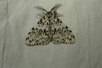Lymantria monacha