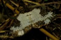 Melanthia procellata