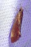 Metalampra italica / Metalampra cinnamomea