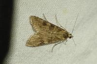Nomophila noctuella