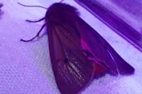 Phragmatobia fuliginosa