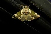 Thyatira batis