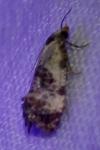 Cochylis